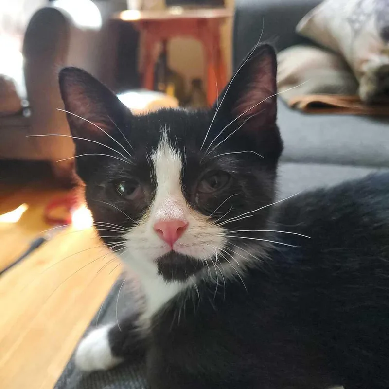 A baby medium-sized male Black & White / Tuxedo Domestic Short Hair cat named Jake Muller for adoption in North Brunswick, NJ