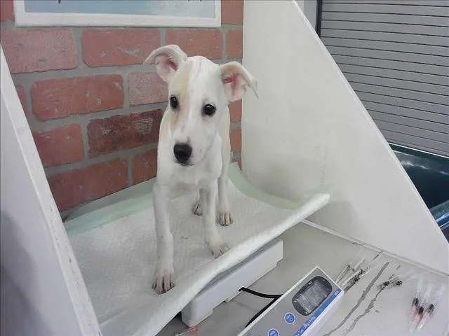 A baby small-sized male Chihuahua dog named Bonji for adoption in Houston, TX