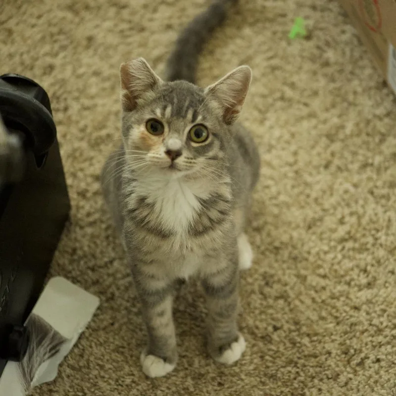 A baby small-sized female Torbie Domestic Short Hair cat named Morgan for adoption in Santa Rosa, CA