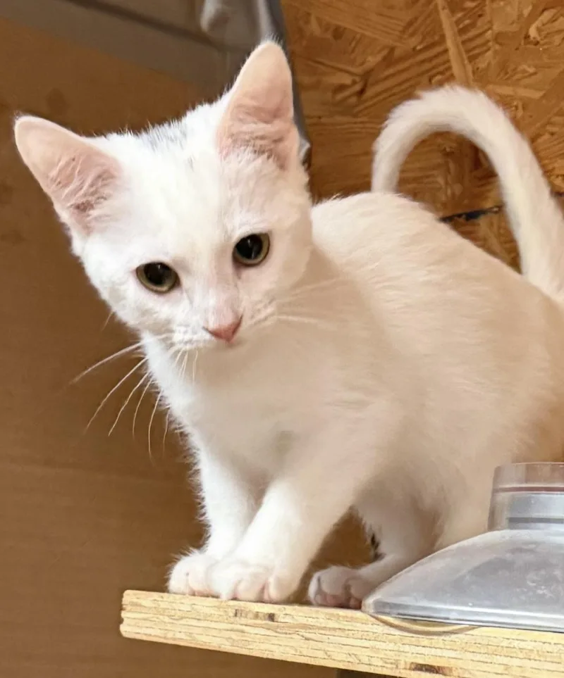 A baby large-sized male White Domestic Short Hair cat named Louis for adoption in Lemoyne, PA