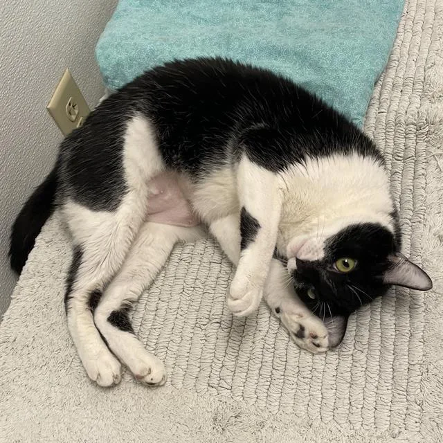 An adult small-sized female Domestic Short Hair cat named Cloudy for adoption in Santa Cruz, CA