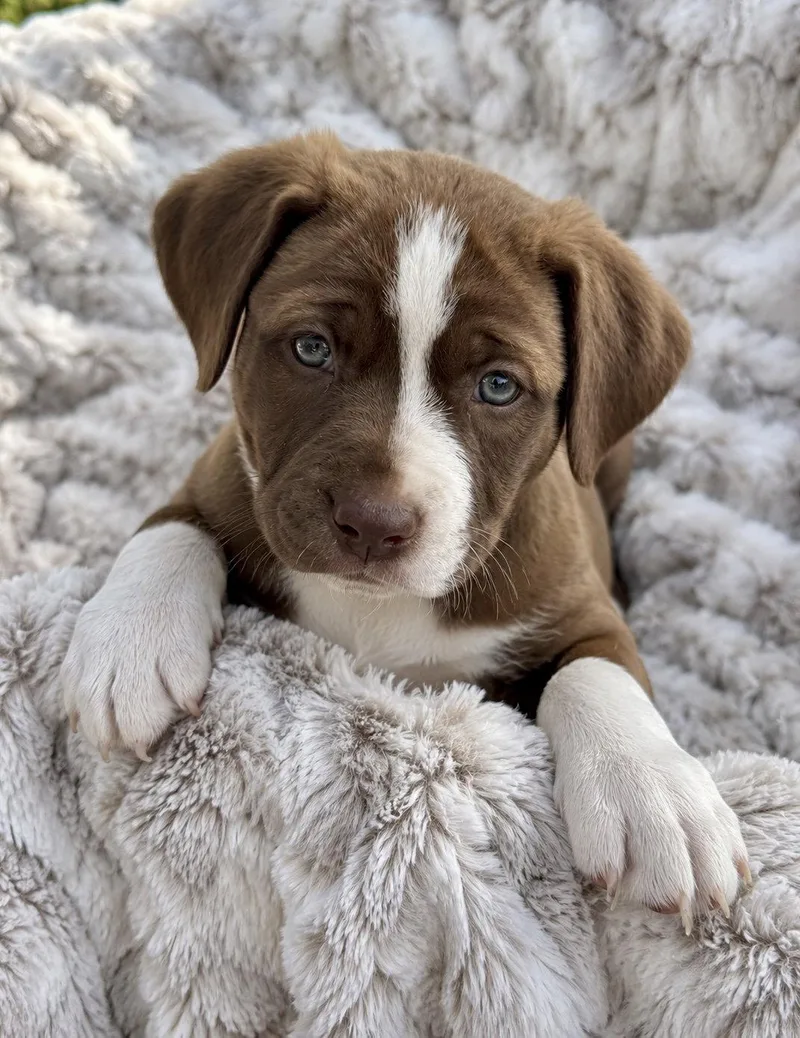A baby large-sized female Collie dog named Effie for adoption in Mankato, MN