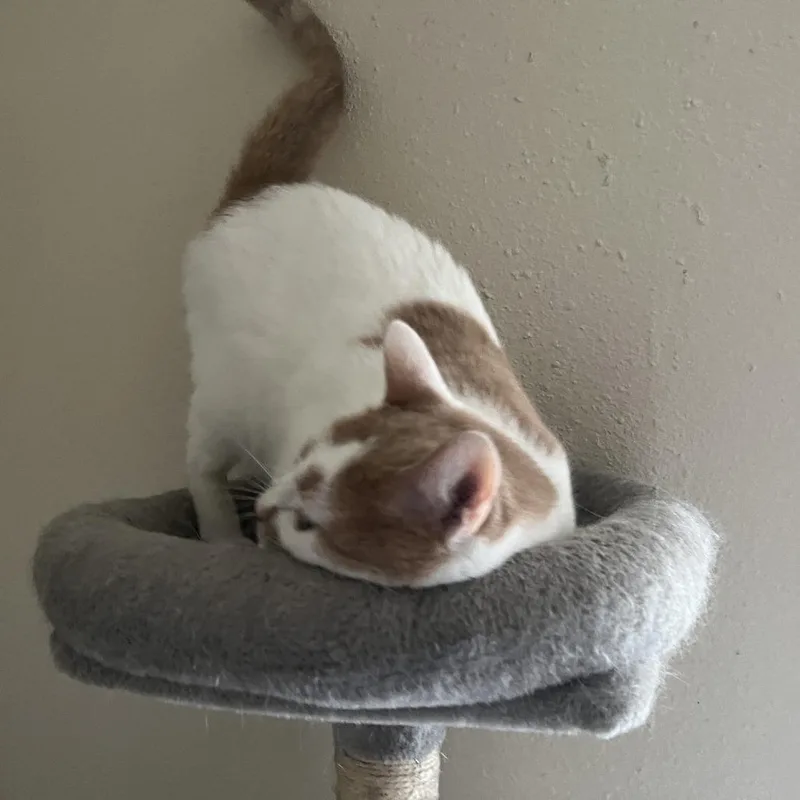 An adult medium-sized male White Domestic Short Hair cat named Orange Creamsicle for adoption in Austin, TX