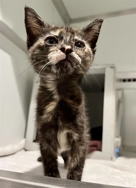 A baby small-sized female Domestic Medium Hair cat named Lucy for adoption in San Francisco, CA