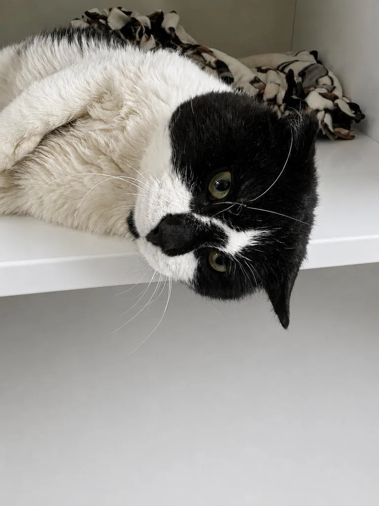An adult medium-sized male Domestic Short Hair cat named Domino for adoption in Saint Paul, MN