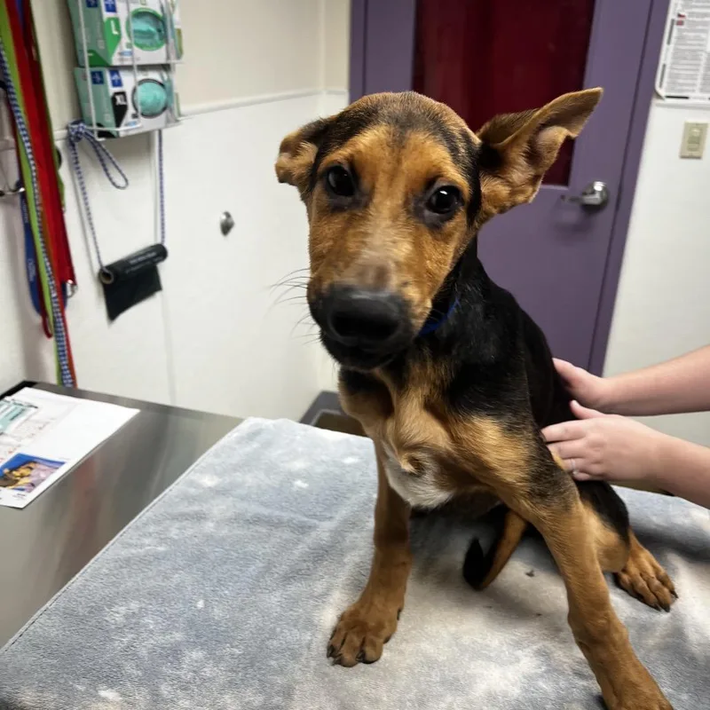A baby medium-sized male Black Shepherd dog named Dale for adoption in Albuquerque, NM