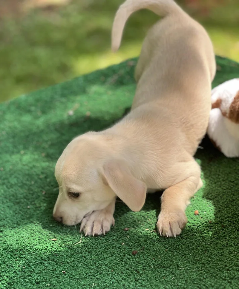 Peanut thumbnail 2