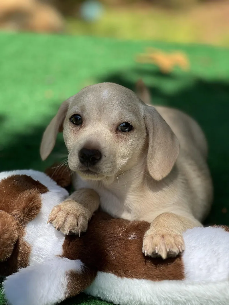 Peanut thumbnail 3