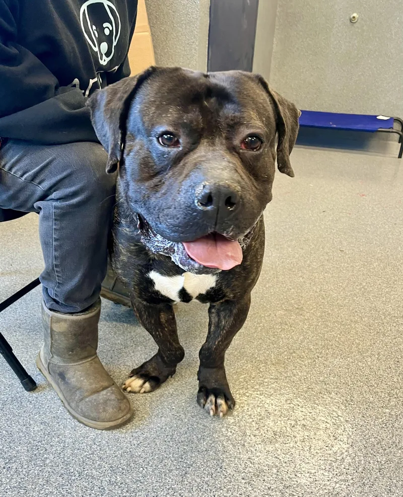 A young large-sized male Black Presa Canario dog named Marshall for adoption in Yonkers, NY