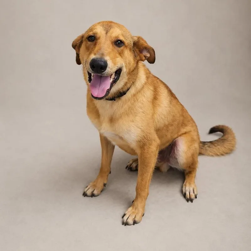 A young large-sized male Golden Shepherd dog named Leo for adoption in Fairfax Station, VA