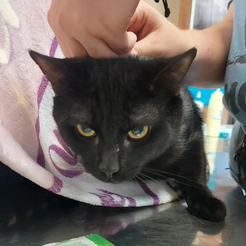 A young medium-sized male Black Domestic Short Hair cat named Sal for adoption in Ashtabula, OH