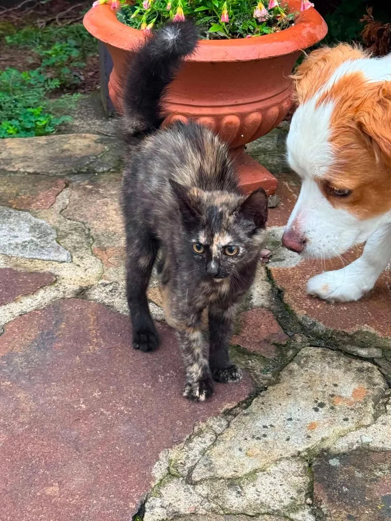 A baby small-sized female Tortoiseshell Domestic Short Hair cat named Stormy for adoption in Brownsville, PA