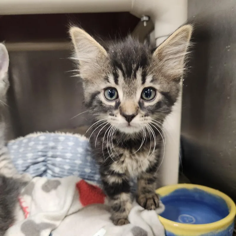 A baby small-sized male Gray / Blue / Silver Domestic Short Hair cat named Titanium for adoption in Fort Wayne, IN