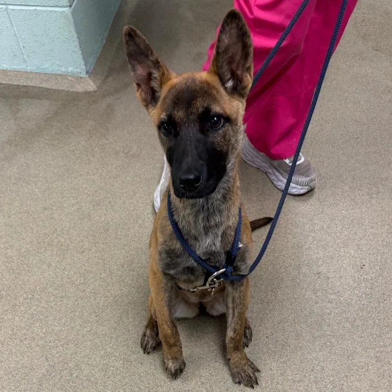 A baby small-sized female Brindle Mixed Breed dog named Maggie for adoption in Waukesha, WI