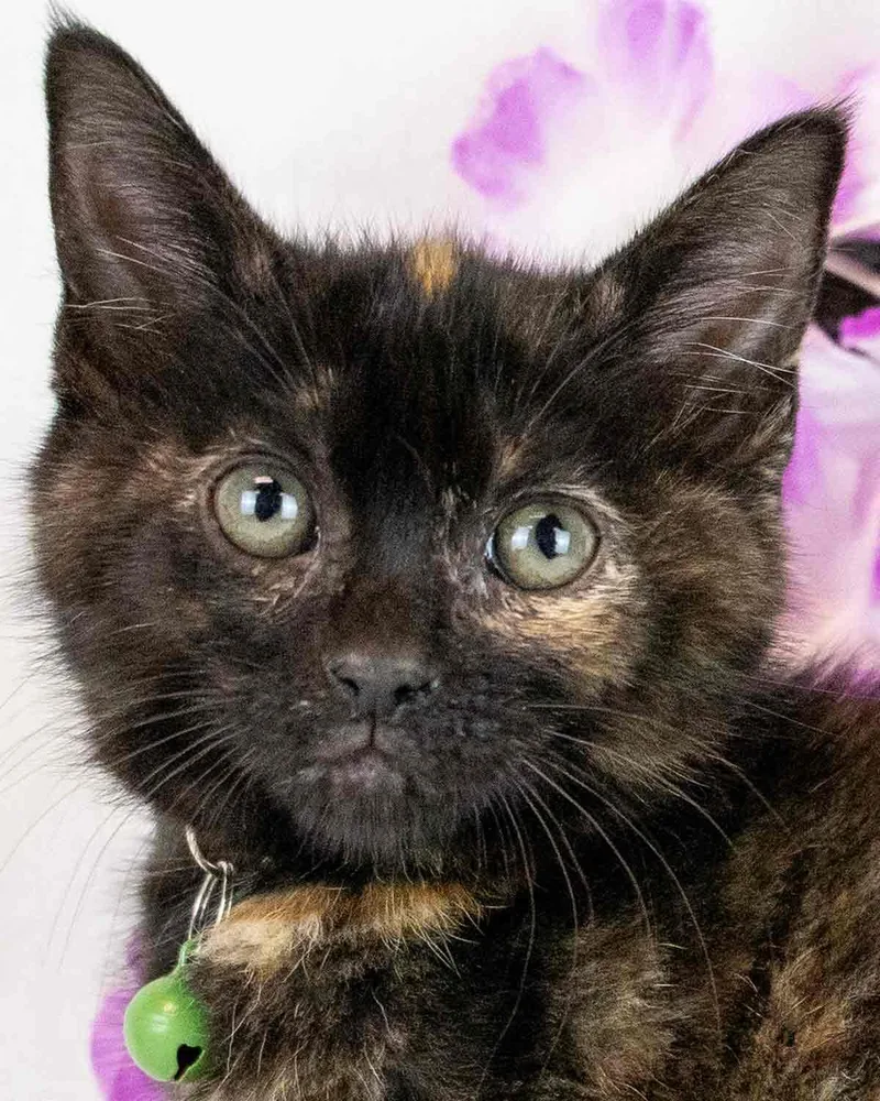 A baby medium-sized female Domestic Short Hair cat named Madelyn for adoption in Kennesaw, GA