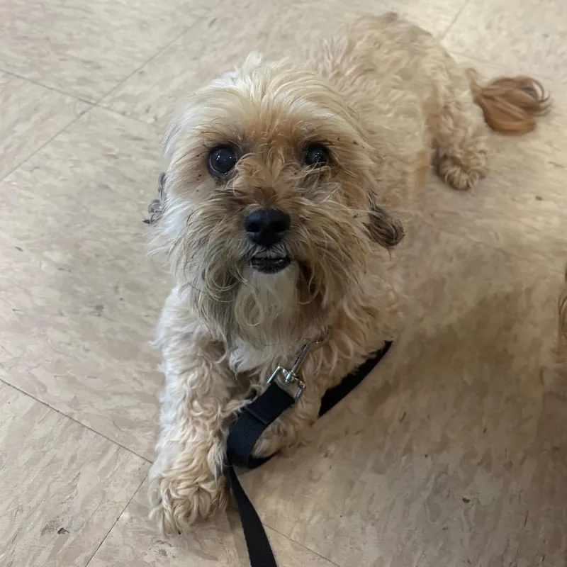 A senior small-sized female White / Cream Shih Tzu dog named Curly for adoption in Easton, PA