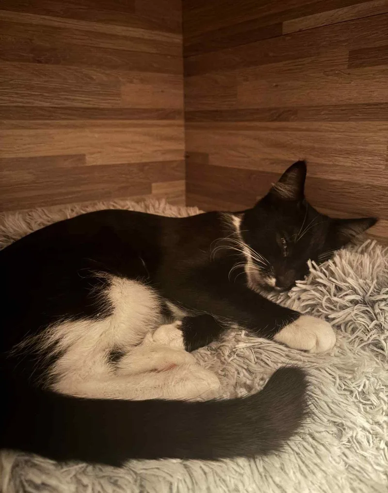 A young medium-sized female Domestic Short Hair cat named Taco for adoption in Spring Lake, NJ