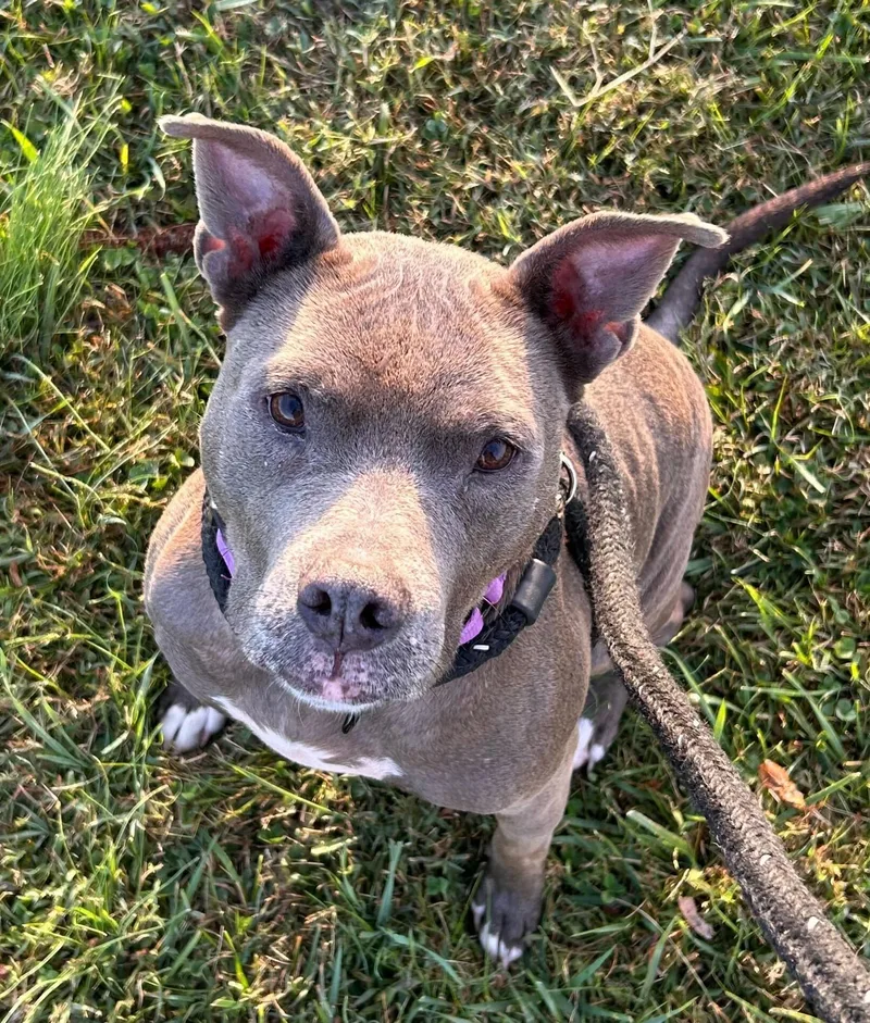 Continental Breakfast thumbnail 2