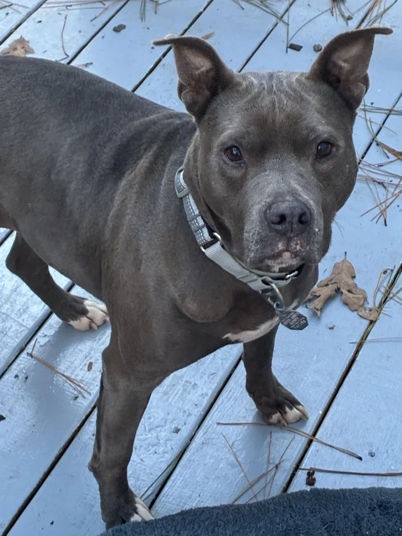 Continental Breakfast thumbnail 4