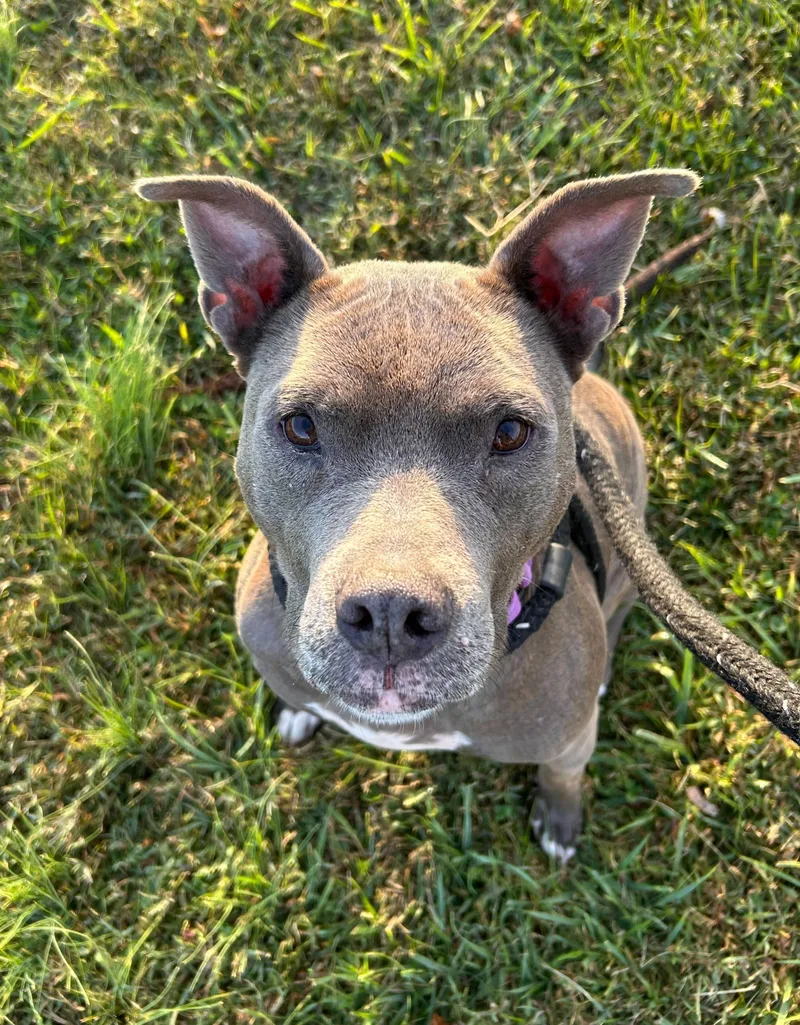 Continental Breakfast