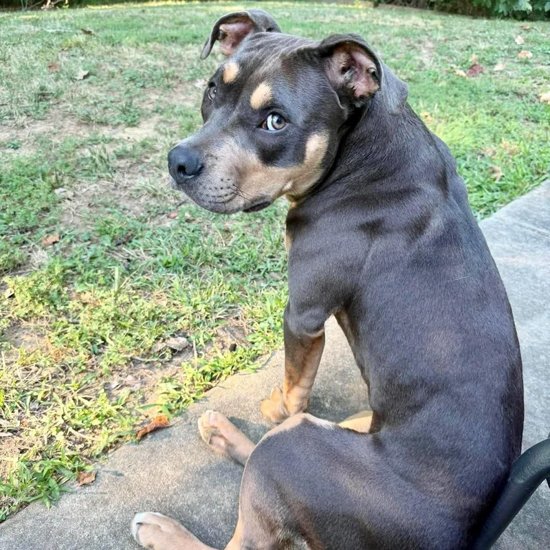 A young medium-sized female American Staffordshire Terrier dog named Betty Boop for adoption in Monroe , NC