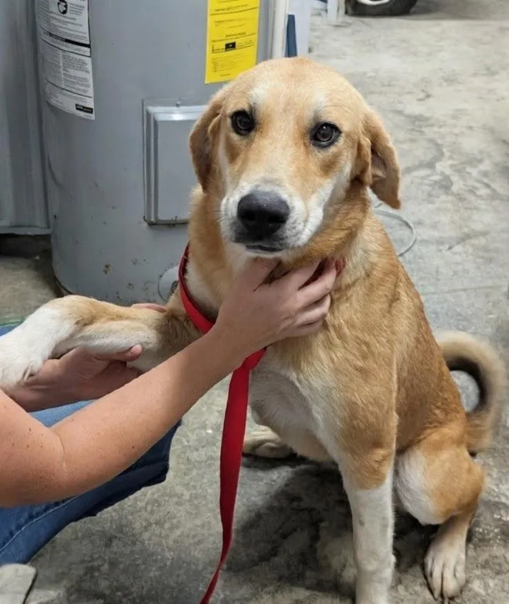 A baby large-sized female Great Pyrenees dog named Heidi for adoption in Scottsburg, IN