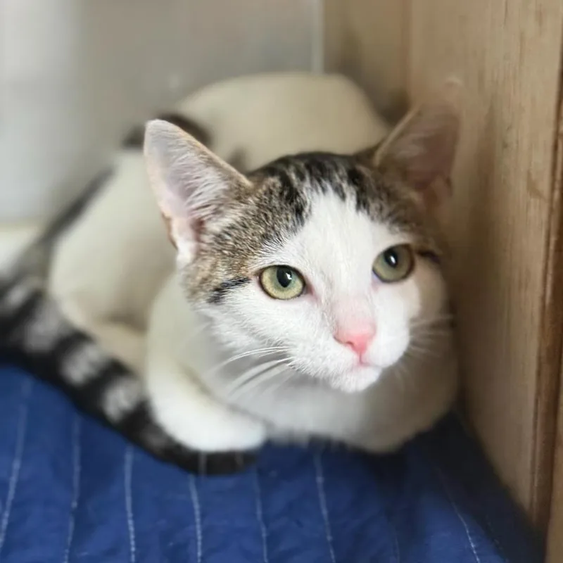 A young medium-sized male White Domestic Short Hair cat named Bo for adoption in Greensburg, PA