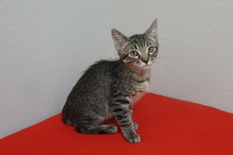A baby small-sized male Domestic Short Hair cat named George Michael for adoption in Fountain Hills, AZ