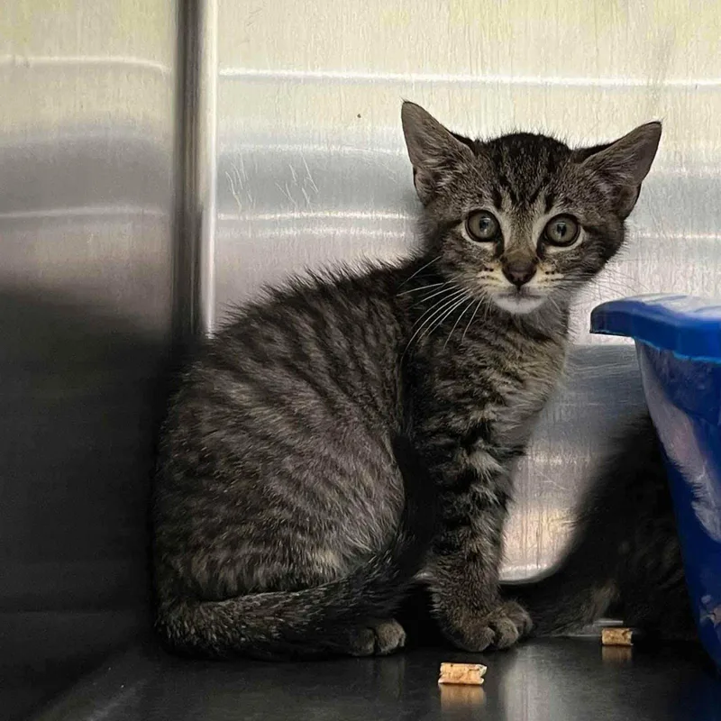 A baby small-sized male Brown / Chocolate Domestic Short Hair cat named Loki for adoption in Oakland, CA