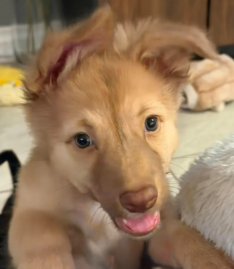 A baby small-sized female Apricot / Beige German Spitz dog named Blanket for adoption in Phoenix, AZ