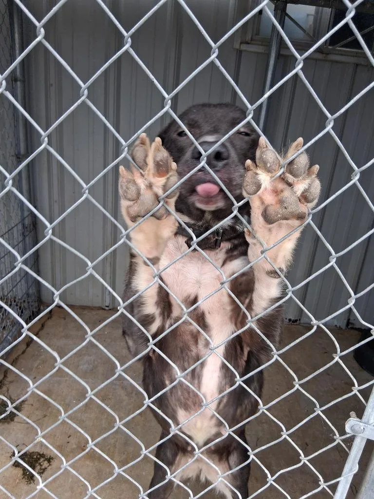 A young medium-sized female Catahoula Leopard Dog dog named Emery for adoption in Brownwood, TX