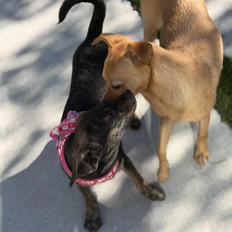 A baby small-sized female Brindle Dachshund (Miniature Long Haired) dog named Ms. Sweetie Pie Whisper for adoption in Ridgefield, WA