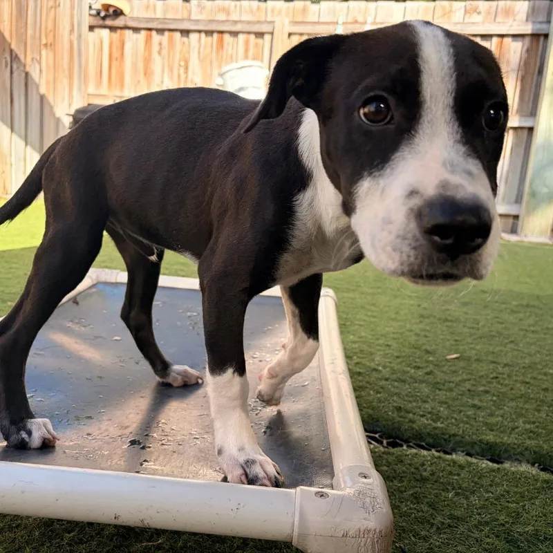 A baby large-sized male Treeing Walker Coonhound dog named Jack for adoption in Melrose, FL