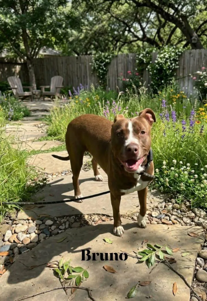 An adult large-sized male Bulldog dog named Bruno for adoption in Winter haven, FL