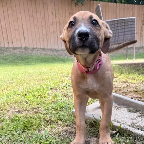 A baby medium-sized female Yellow / Tan / Blond / Fawn Mixed Breed dog named Naomi for adoption in Auburn, AL