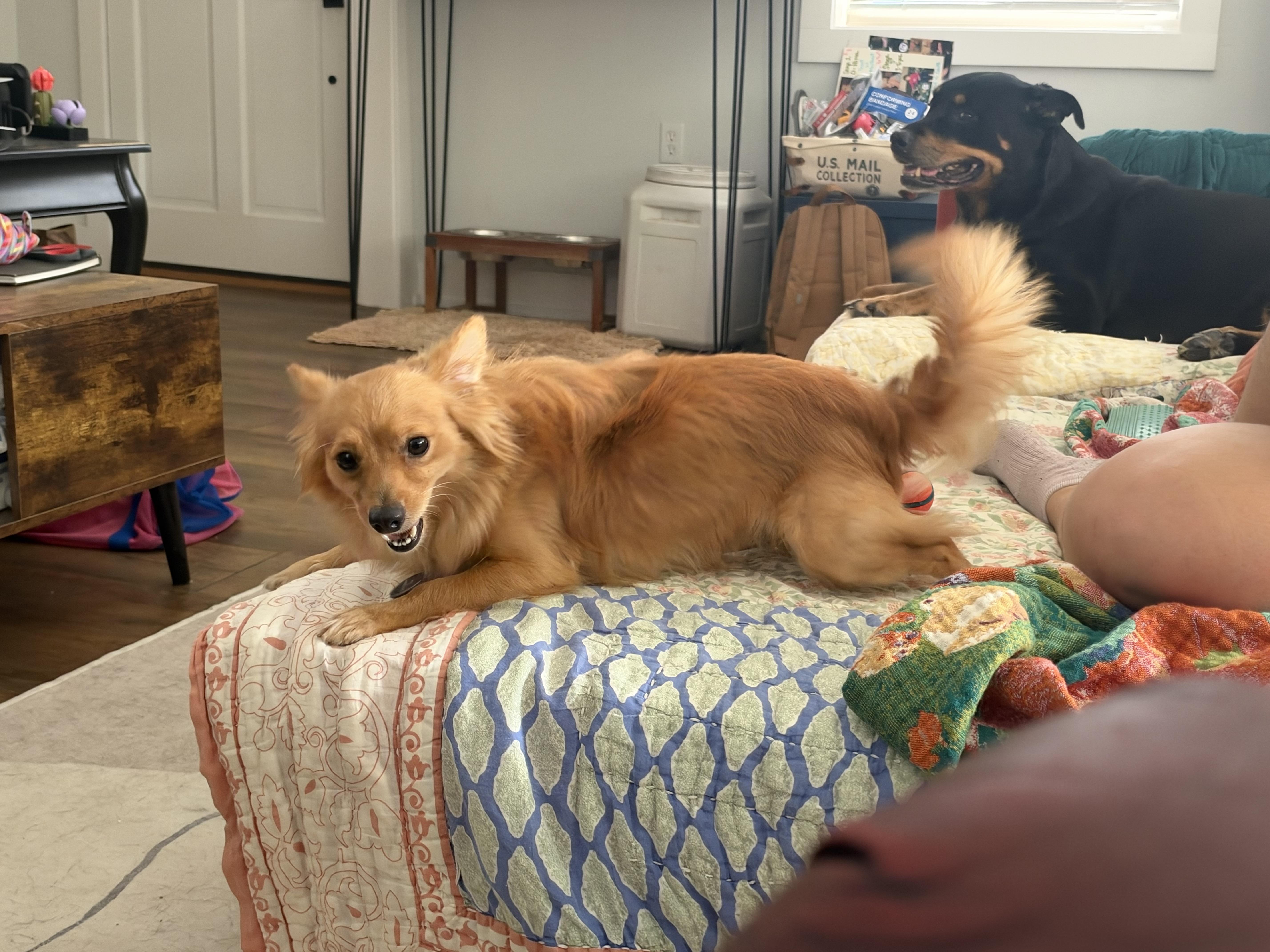 A young small-sized male Golden Pomeranian dog named Toby for adoption in Jefferson, LA