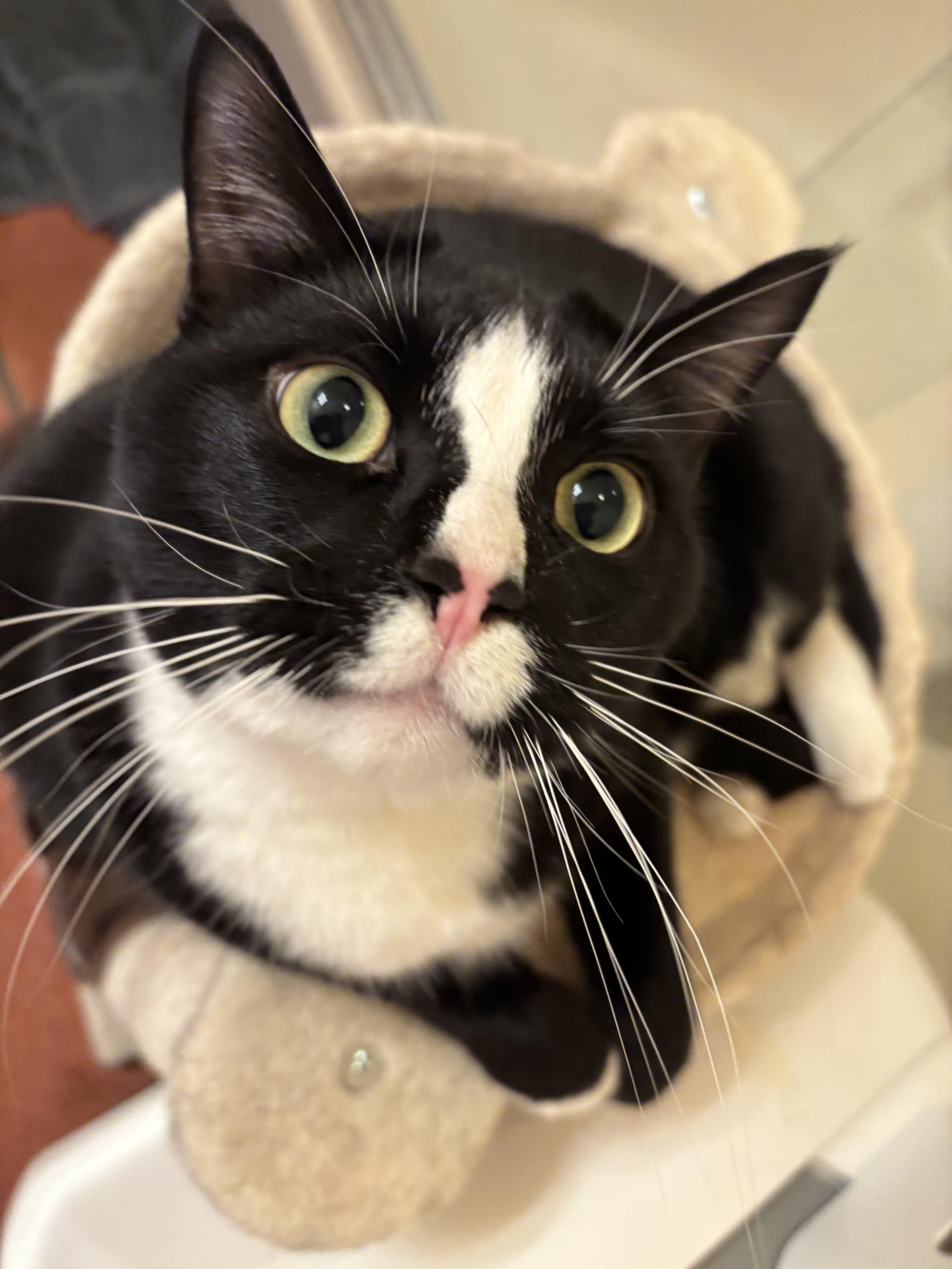 An adult extra large-sized male Black & White / Tuxedo Domestic Short Hair cat named Ramsey for adoption in Sierra Vista, AZ