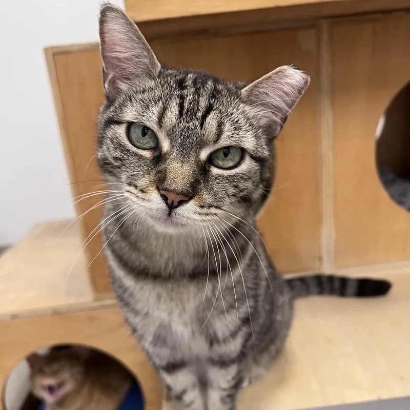 A senior medium-sized female Gray / Blue / Silver Domestic Short Hair cat named Nueva for adoption in Arlington Heights, IL