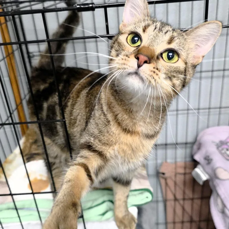 A young medium-sized female Brown / Chocolate Domestic Short Hair cat named Indy for adoption in Michigan City, IN