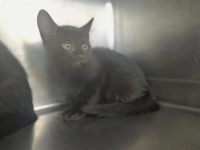A baby small-sized male Domestic Short Hair cat named Twilight for adoption in Antioch, CA