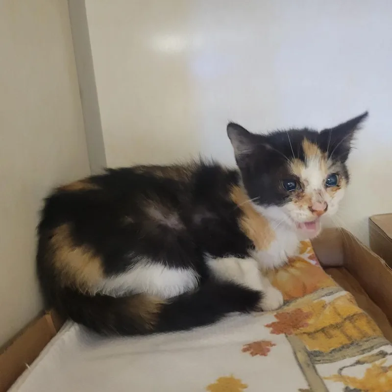 A baby medium-sized female Domestic Medium Hair cat named Crossing Guard for adoption in Westminster, CA