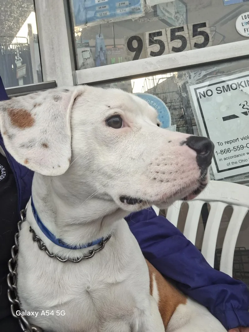 A baby medium-sized male White / Cream Labrador Retriever dog named Rocky for adoption in Parma, OH