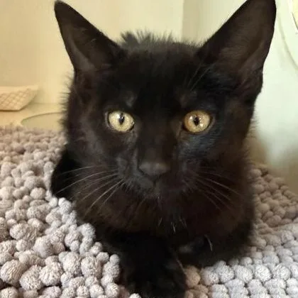 A baby small-sized female Black Domestic Short Hair cat named Nimbus for adoption in Fernandina Beach, FL