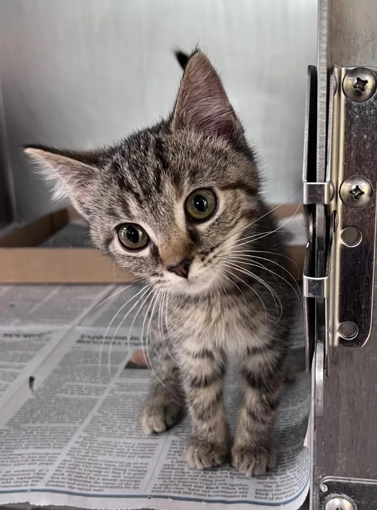 A baby medium-sized female Domestic Short Hair cat named Coney Dog for adoption in Cincinnati, OH