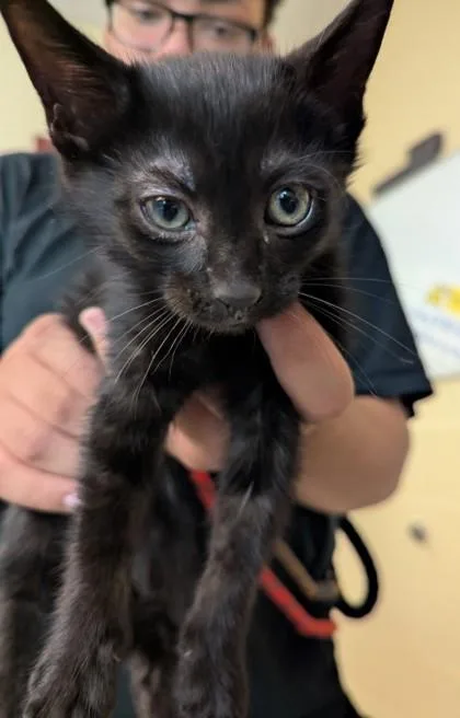 A baby medium-sized male Domestic Short Hair cat named Velvet for adoption in Independence, MO