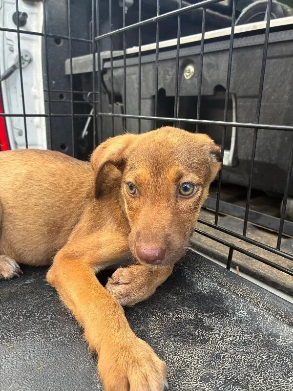 A young medium-sized female Brown / Chocolate Labrador Retriever dog named Gracie for adoption in Mobile, AL