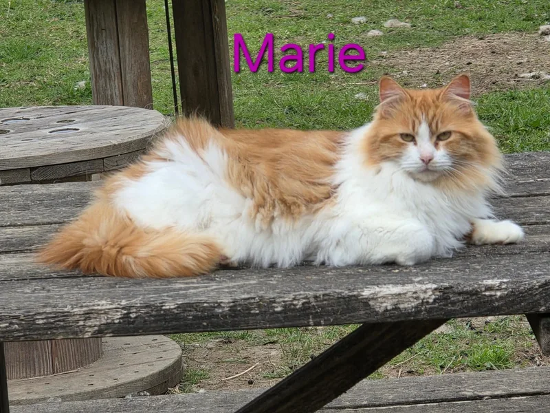Marie thumbnail 3