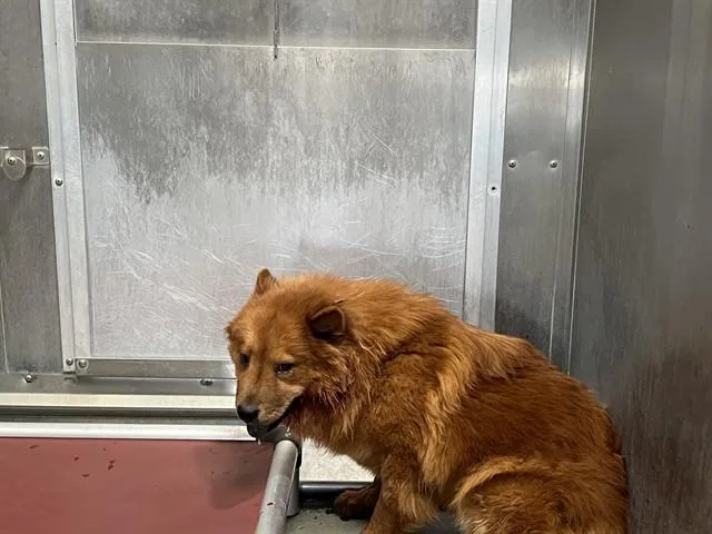 A young medium-sized female Chow Chow dog named Lily for adoption in Lancaster, CA