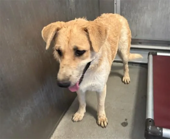 An adult large-sized female Anatolian Shepherd dog named Shyla for adoption in Lancaster, CA
