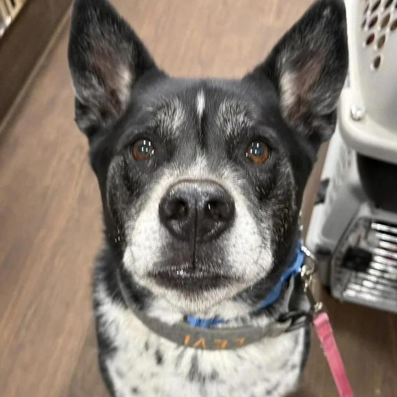 An adult large-sized male Black Mixed Breed dog named Levi for adoption in Santa Rosa, CA